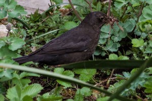 blackbird-317125_640